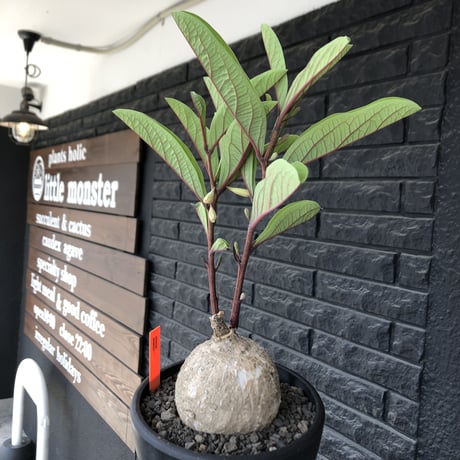 adenia goetzei《大きめL size》360度球体株※現地球発根後店主国内管理5年株※極球体株の上、通常よりも太い茎を持つwild且つ美しい一株※mad black bowl pot植え