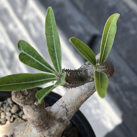 pachypodium gracilius《大きめS size》※現地球発根後店主国内管理3年株※美しい現地焼け肌に球体株元&屈折した捻くれ枝が愛くるしい‼︎※mad black pot植え