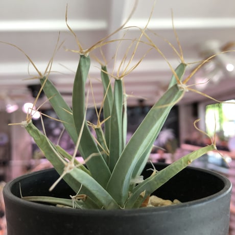 leuchtenbergia   principis《晃山》