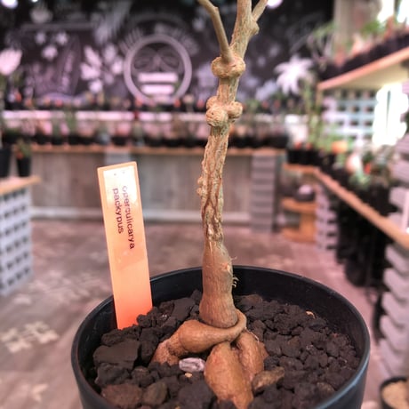 opercullicarya   packypus  littmon  seed🌱 《3年半株》幹も太く‼︎&枝振り樹形良きパキプス‼︎※限定1株