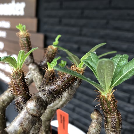 pachypodium gracilius《小さめL size》※現地球発根後店主国内管理3年株※極balance樹形&半端なき躍動する枝振りが堪らない※mad black bowl pot植え