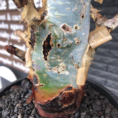 commiphora  holtziana《L size》※現地球発根後店主国内管理2年株※良き佇まいに味深表皮が堪らない※mad black bowl pot植え