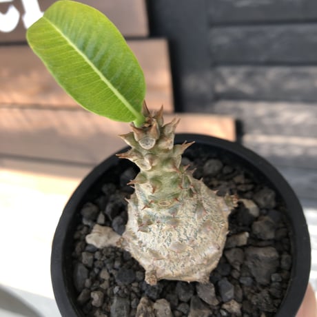 pachypodium windsorii《M size》※選抜littmon seed🌱※weight低き極ぼってり株元な良樹形※mad black pot植え
