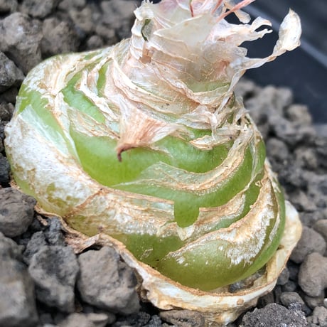 albuca spiralis cv.frizzle sizzle《L size》※littmon seed株※より強くカールが出る良きサイズなフリズルシズル‼︎※black bowl pot植え