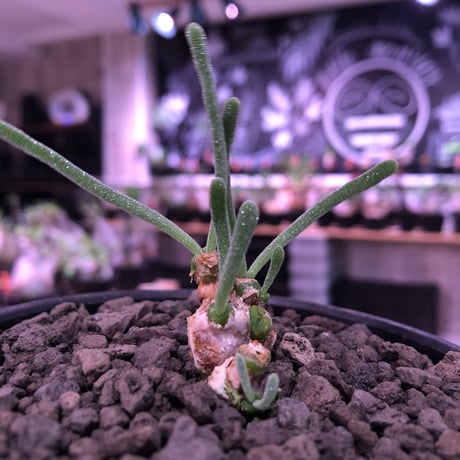monilaria   pisiformis《SS  size》※現地球発根済株※モニラリア属　（最上位激希少種）※冬型caudex‼︎   ※mad black bowl pot植え