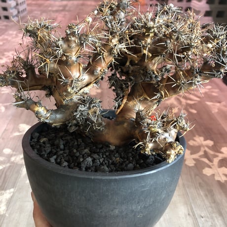 othonna  euphorbioides（L L  size）※店主5年管理株‼︎ 躍動感半端なき株‼︎　※mad black bowl pot植え