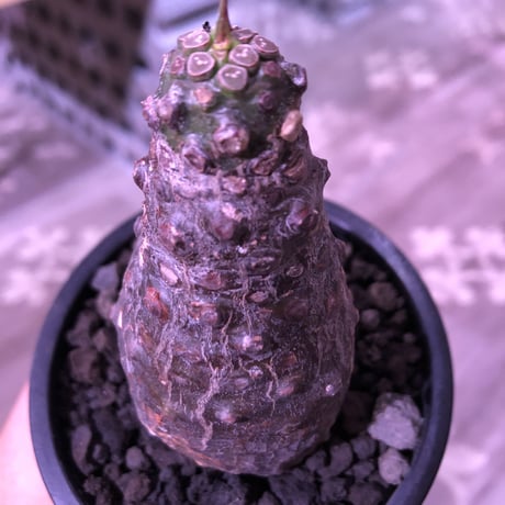 euphorbia   pachypodioides《M size 》ぼってり樹形で堪らないほど愛くるしい1株‼︎※mad black pot植え‼︎