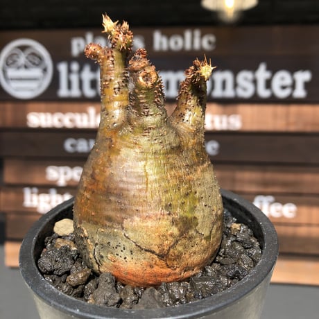 pachypodium gracilius《大きめS size》balance美株※現地球発根済株※店主国内管理2年株※短枝の上、大変balance良き良樹形株※mad black pot植え