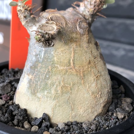 pachypodium gracilius《大きめS size》※現地球発根後店主国内管理3年株※極短枝且つ特化したプリンカラーが堪らない一株※mad black pot植え