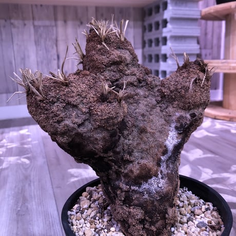 xerophyta   trichophylla《L L size》