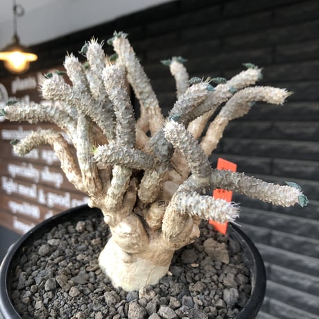 euphorbia tulearensis《 LL size》大株※現地球発根後店主国内管理4年株※驚愕‼︎希少性激高塊根ユーフォルビア‼︎big塊根&躍動枝振り※mad black pot植え