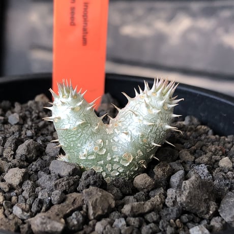 pachypodium inopinatum ｗ-he'd《S size》※littmon seed🌱※当店実生株ながら希少‼︎双頭株の美しくかわいい一株※mad black pot植え