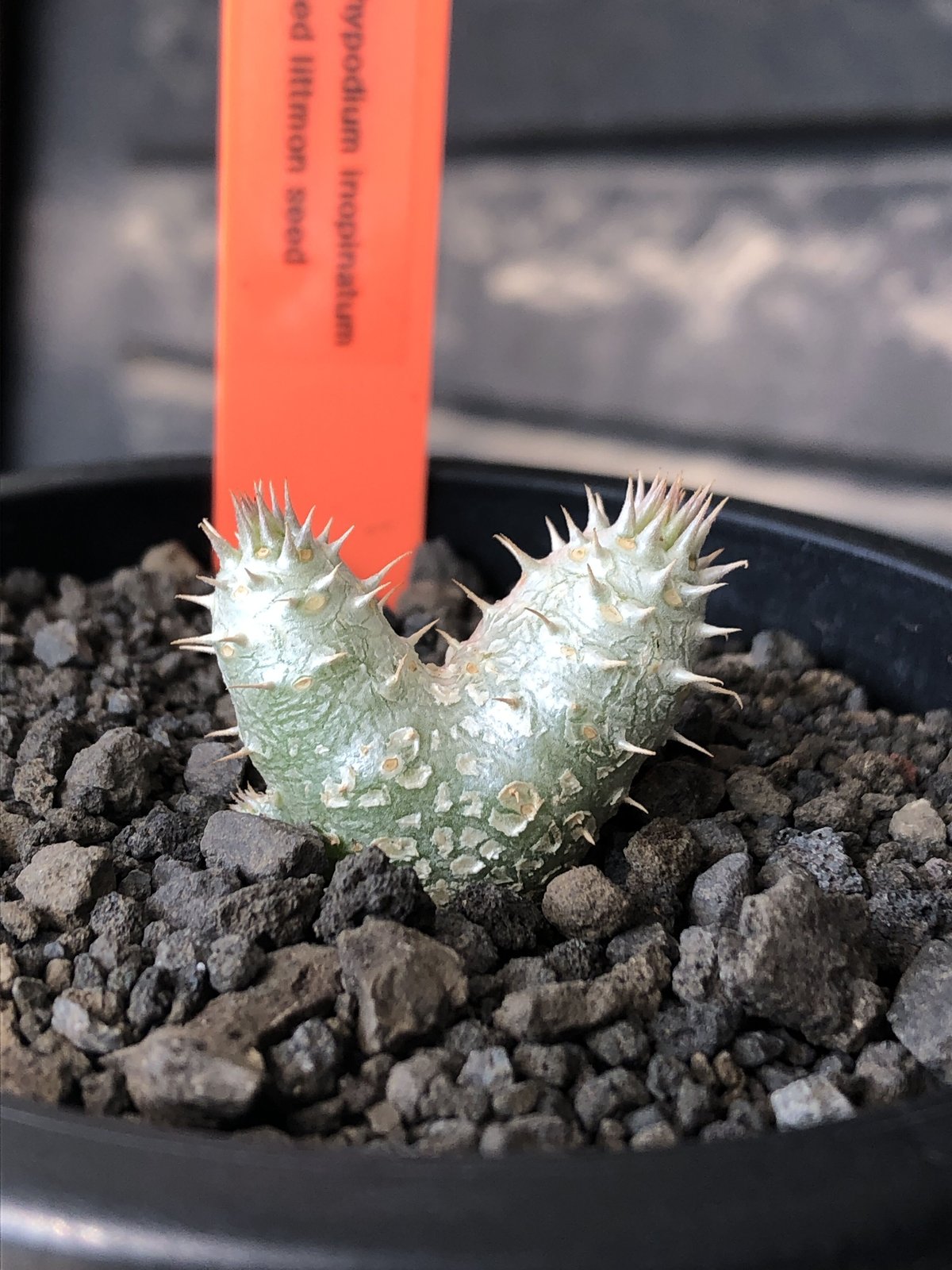 pachypodium inopinatum w-he'd《S size》※littmon s