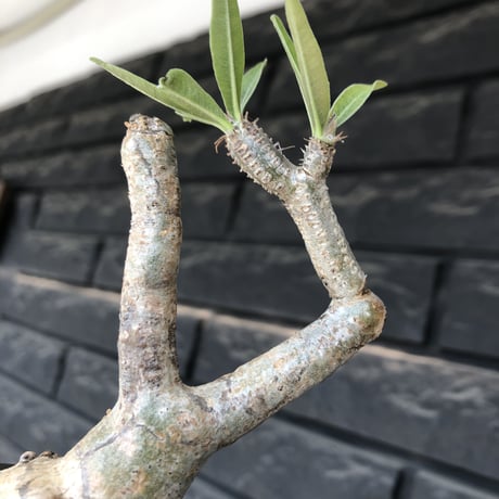 pachypodium gracilius《大きめS size》※現地球発根後店主国内管理3年株※美しい現地焼け肌に球体株元&屈折した捻くれ枝が愛くるしい‼︎※mad black pot植え