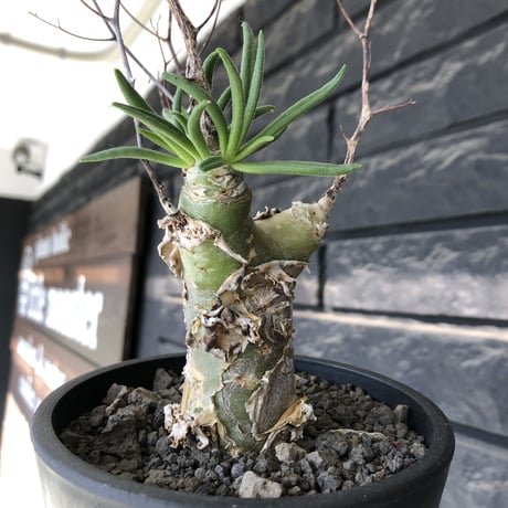 tylecodon  reticulatus《M size》※現地球発根済株※店主国内管理4年株※棘も多く残っており幹太めな味深き一株‼︎美しさ &impact絶大※mad black pot植え