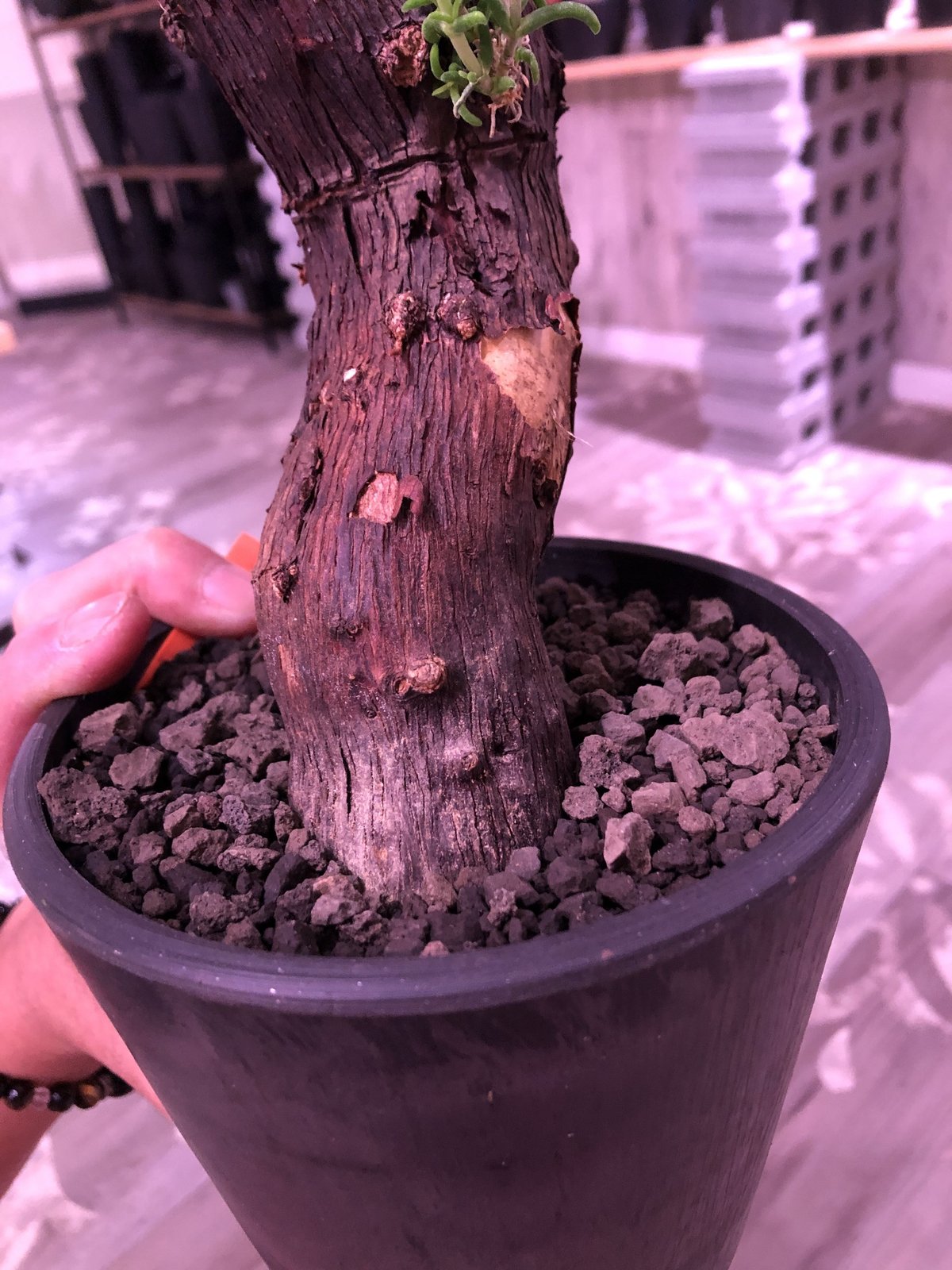 希少メストクレマツベローサム発根済 mestoklema tuberosum《S S size