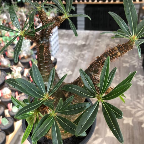 pachypodium gracilius《L size》※現地球株発根済※大きめで全方位A面な樹形バランス＆枝振りも抜群なgreen肌‼︎※black bowl pot植え
