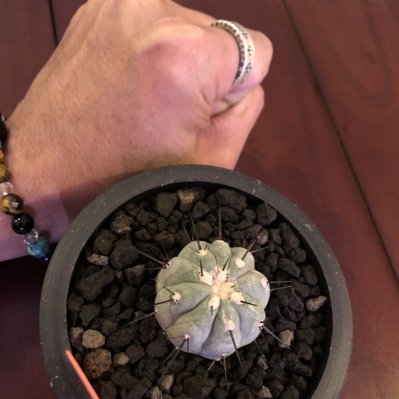 copiapoa cinerea 黒王丸《S size》現地球株カキ仔自根株‼︎※mad