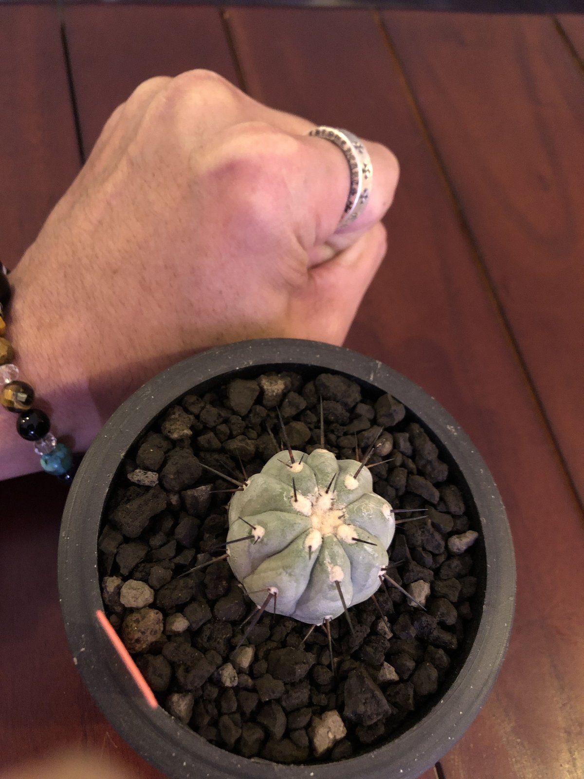 copiapoa cinerea 黒王丸《S size》現地球株カキ仔自根株‼︎※mad
