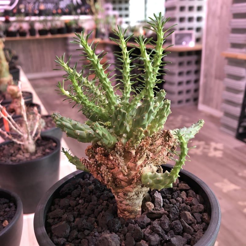 euphorbia ramiglans《L size》※タコものらしい装い‼︎下部から木質化