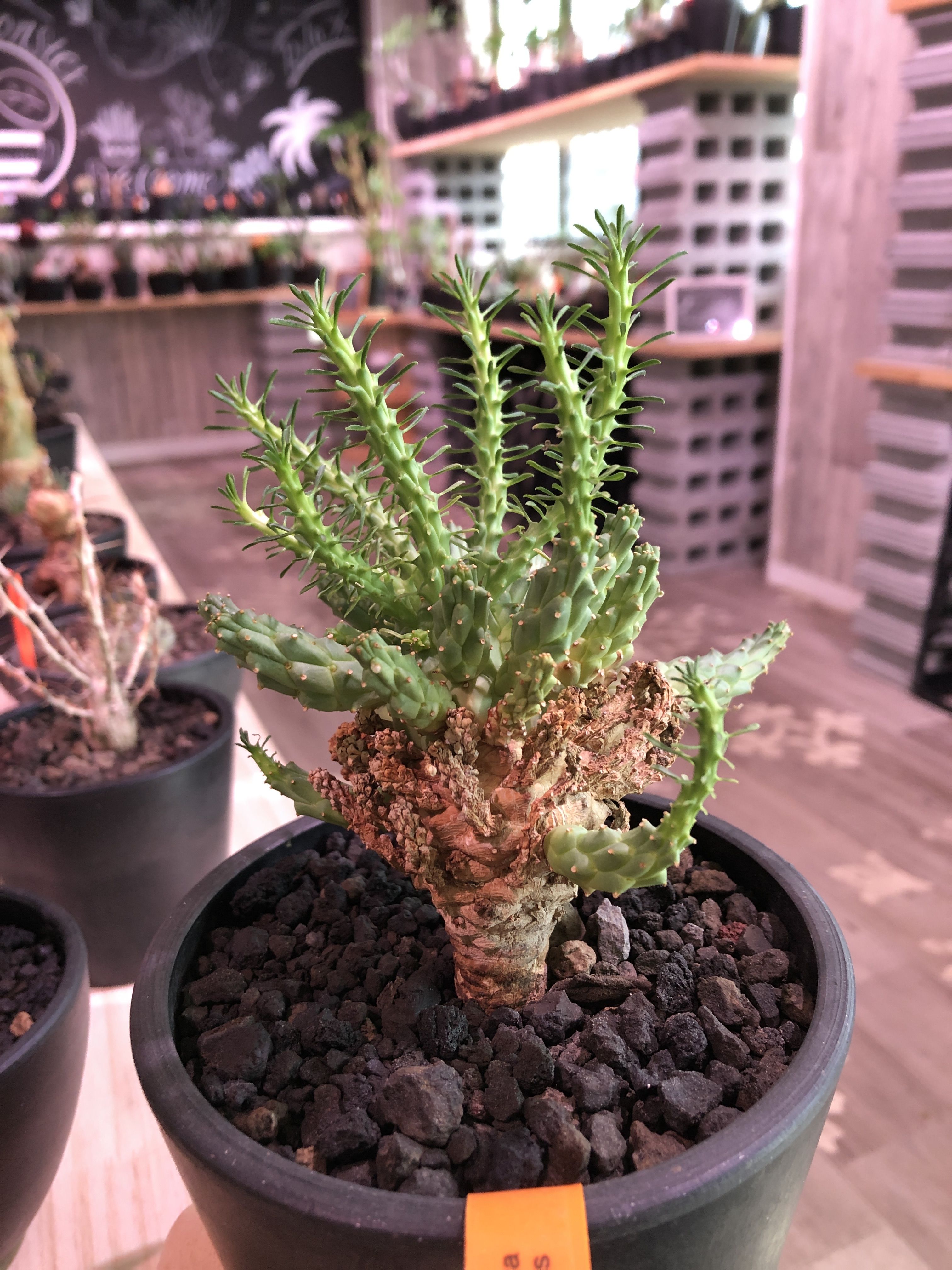euphorbia ramiglans《L size》※タコものらしい装い‼︎下部から木質化