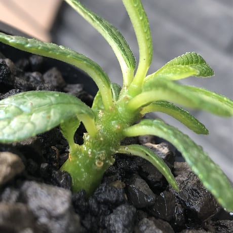 希少‼︎ dorstenia gigas《S size》littmon  seed🌱（実生株）※今季成長&枝振りに期待できる将来有望人気者ギガス※mad black pot植え