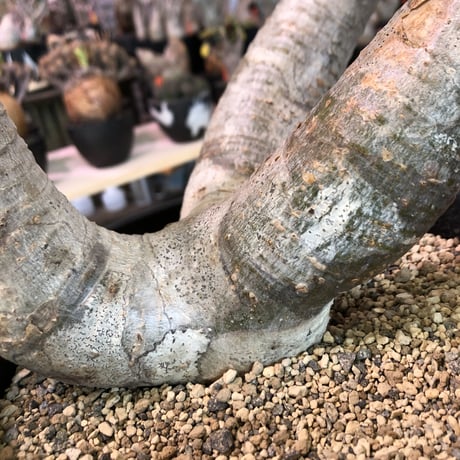 packypodium  cactipes《L L  size》※現地球発根済株‼︎※驚愕価格‼️※大変bigなカクチペス‼︎