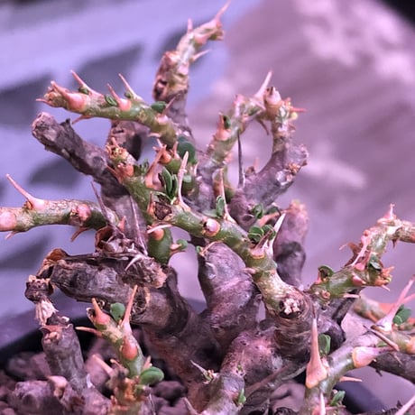 sarcocaulon  vanderietiae《L size》※現地球発根済株※サルコカウロン種‼︎夏型※店主国内管理4年株‼︎※wild枝振り良樹形※mad  black  pot植え