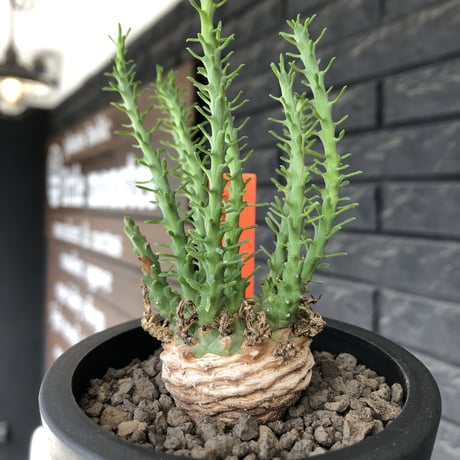 euphorbia gorgonis《M size》※現地球発根後店主国内管理2年株※人気🐙タコもの‼︎美多肉質葉&木質wild塊根の二面性が魅力※mad  black  pot植え