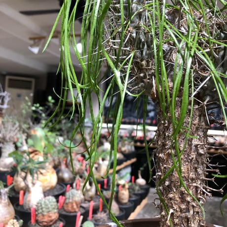didierea madagascariensis《LL size》※現地球極太大株発根済※古木感強く垂れ下がる涼しげな葉と棘のコントラストが堪らない※brown marble bowl pot植え