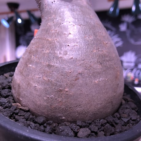 packypodium  gracilius《大きめM size》※現地球発根済み株‼︎  （限定1株）※ぼてっと存在感抜群のトトログラキ※mad black pot植え