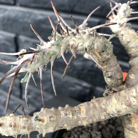 sarcocaulon crassicaule《L size》※現地球発根済株※店主国内管理4年株※良きサイズ感に鋭く赤味ある強刺に縮れ葉＆白花のギャップ萌えする良樹形※mad black pot植え