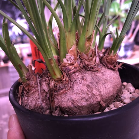calibanus   hookeri《M size》希少・極美株 　冬にも強く地植えも可能な強靭な株‼︎　限定2株