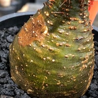 pachypodium gracilius《大きめS size》※現地球株発根済※チャームポイント的現地焼け＆極green肌を兼ね備えた良樹形株‼︎※black bowl pot植え