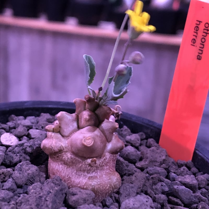 専用　冰雹　ブツブツ　内棘　裏棘　発根済み　8 othonna herrei《S size》※現地球発根済株※ぼってり茶肌ボコボコ幹に