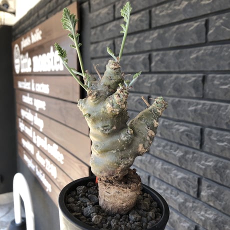 pelargonium carnosum《L size》極太幹&エグレ株※現地球発根後店主国内管理6年株※極太幹且つボコボコ感が大変wildな冬型種‼︎※mad black pot植え