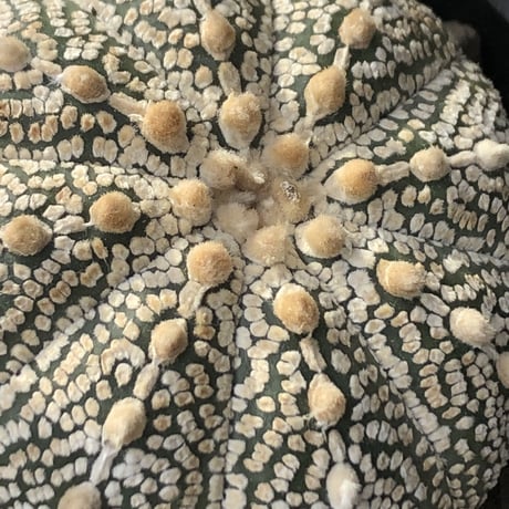 astrophytum asterias var.ミラクル兜《L size》大きめ且つ極白肌が堪らない‼︎希少兜※店主国内管理9年株  ※mad black bowl pot植え