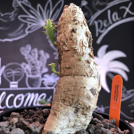 euphorbia    squarrosa《M  size》なんともかわいい奴