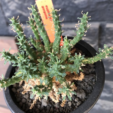 euphorbia gorgonis《L size》※現地球発根後店主国内管理3年株※人気🐙タコもの‼︎美多肉質葉&木質wild塊根の二面性が魅力※mad  black  pot植え