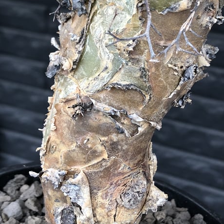 tylecodon reticulatus《L size》※現地球発根済株※店主国内管理6年株※棘も美しく残り幹極太な良樹形‼︎impact抜群な一株※mad black bowl pot植え