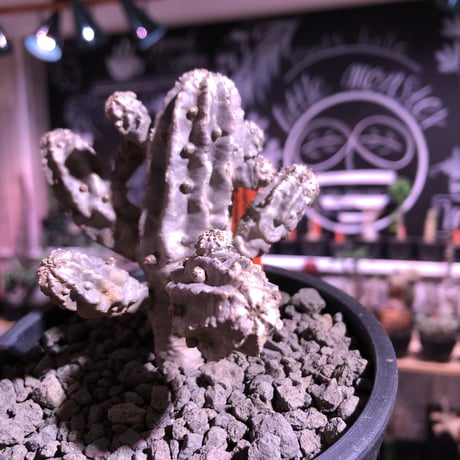 euphorbia  neobosseri《M size》※キモ可愛い装いへと年々ボコボコと子吹き増殖する渋い一株‼︎※mad black pot植え