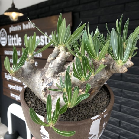pachypodium brevicalyx 《XL size》※現地球株発根済※bigサイズ‼︎低重心半端なき枝振りも堪らない※brown marble bowl pot植え