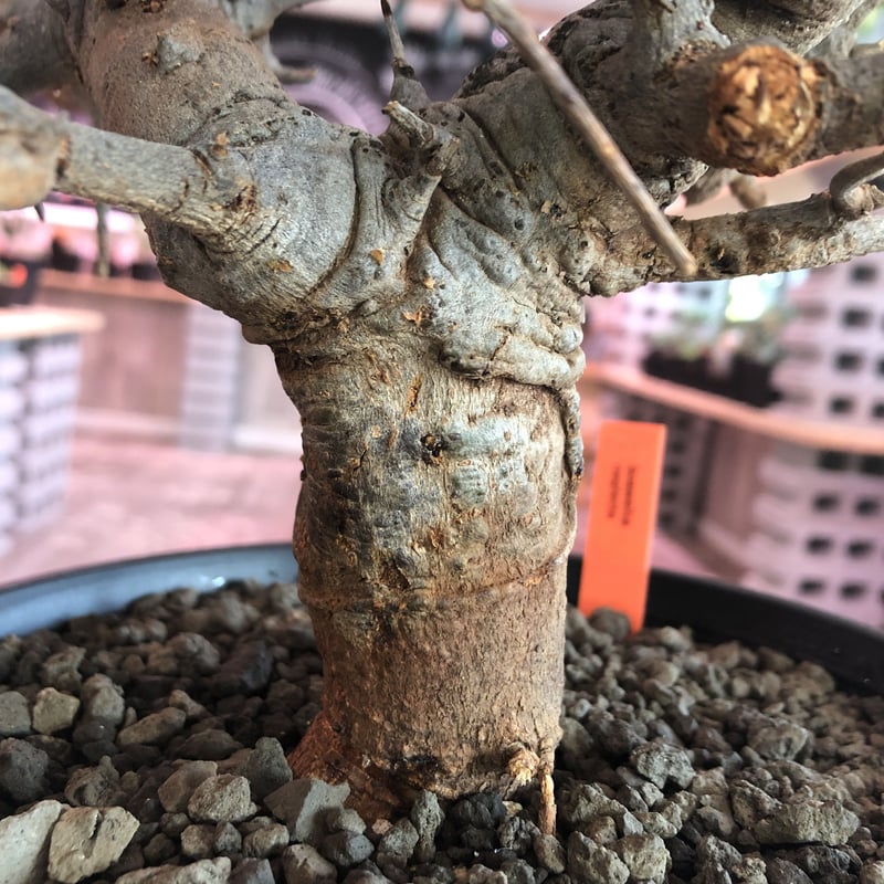 発根済み】ボスウェリア ネグレクタ 低重心 灌木 コーデックス