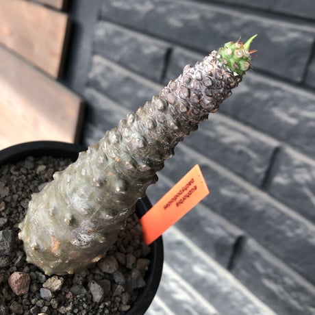 euphorbia   pachypodioides《M size 》※ボコボコ肌の立体的樹形‼︎葉の表がグリーンで葉裏とお花が紫の魅力的な一株※mad black pot植え