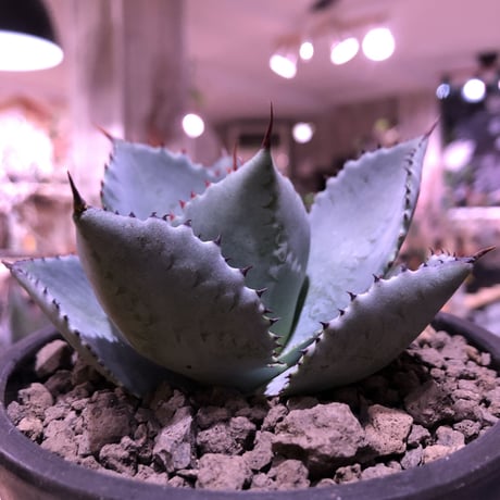 agave  pygmaea  dragon toes《M  size》※発根済株※店主国内管理2年株※良きcolor良きサイズ感‼︎極美株※mad black pot植え※限定2株