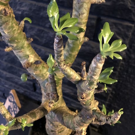 tylecodon  paniculatus《L L size》店主国内管理9年株※かなり立派なパニク‼︎大変威勢よく動き始めてます‼︎※希少size‼︎