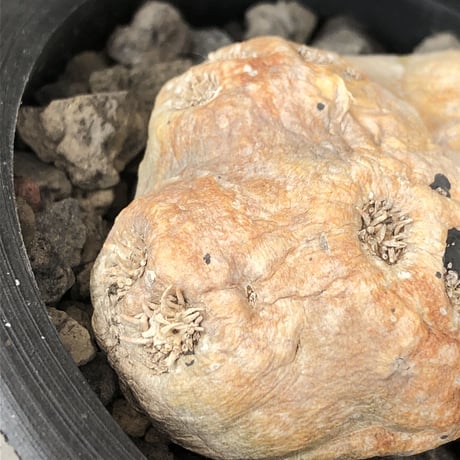 pachypodium  brevicaule恵比寿笑い《大きめS size》※現地球発根後店主国内管理2年株※赤肌激かわサイズでもwildで堪らない‼︎※mad black pot植え