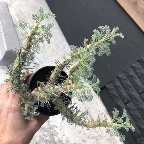sarcocaulon  herrei《L size》