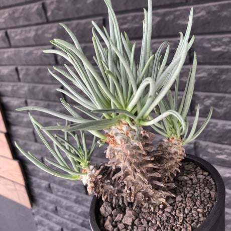 tylecodon  wallichii  和名＝奇峰錦《大きめM size》※現地球発根後店主管理4年株※美しく低重心良樹形balanceな一株※ mad black pot植え