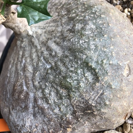 gerrardanthus   macrorhizus（L size）